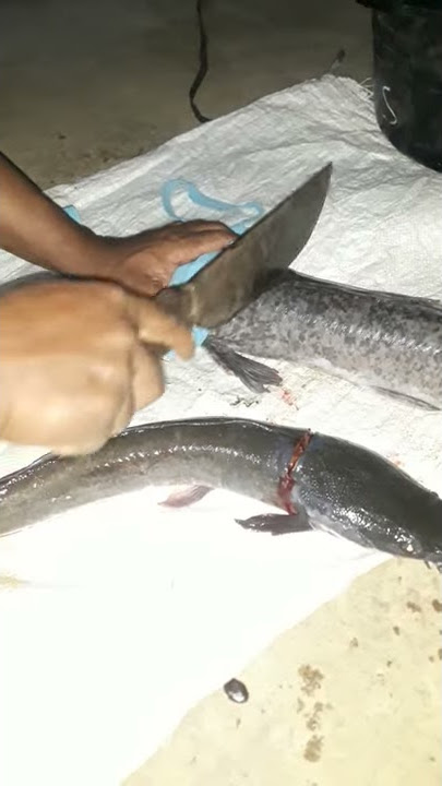 Cara mudah menyembelih ikan lele tampa ada reaksi apapun