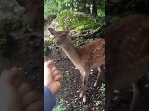 Deer Fucking