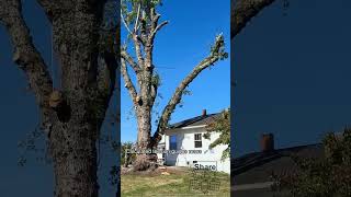 Precision Arboriculture Directional Felling Mechanics