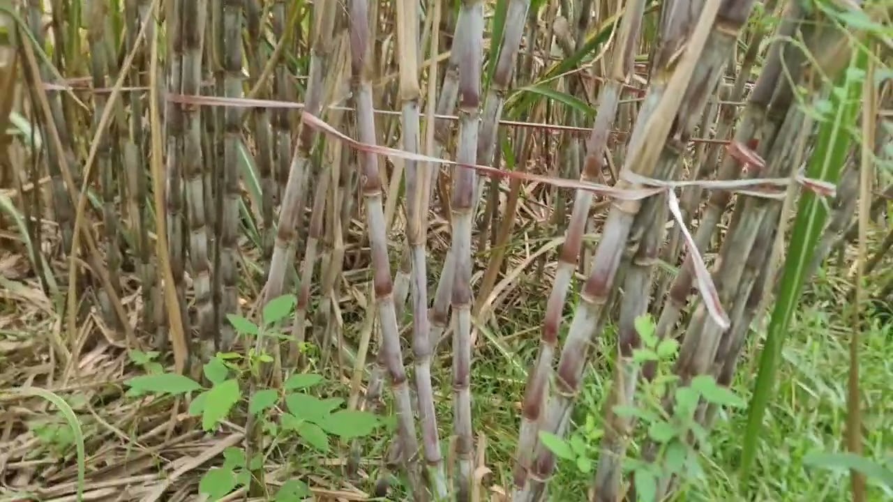 Update pertumbuhan tebu BL umur 7 bulan pasca tebang