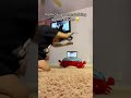 Miniature de la vidéo de la chanson I'm So Ashamed