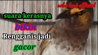 cucak rengganis/wilis yang semakin gacor \u0026 suaranya keras