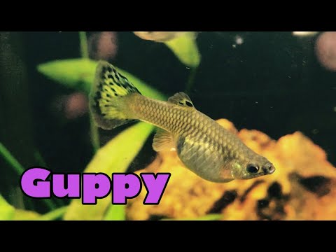 Vidéo: Comment Les Guppys Se Reproduisent