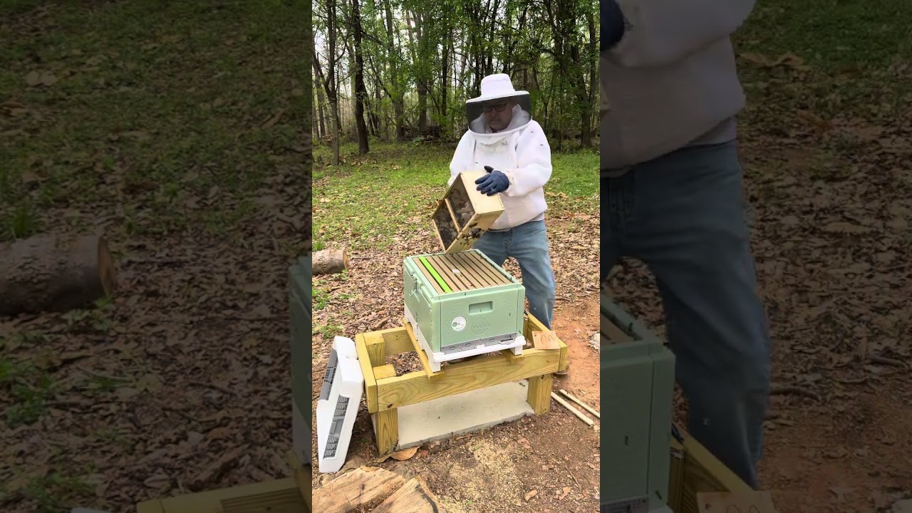 🐝 package install in the Hive 365