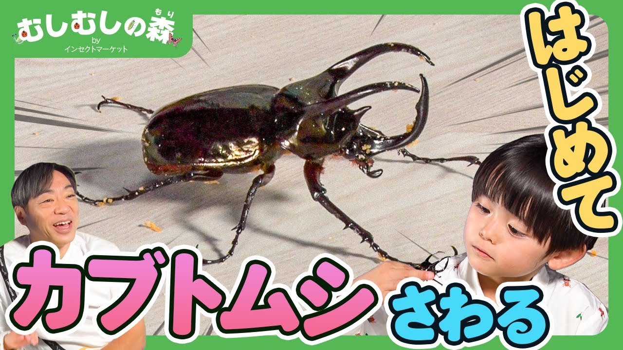 【昆虫】はじめてカブトムシ・クワガタにさわってみた！【むしむしの森】香川照之・カァーブル先生・昆虫採集・子ども向け・自由研究・知育・教育・生き物・カブトムシ・クワガタ・てんとうむし・カマキリ