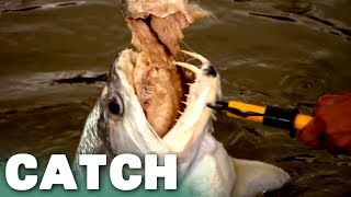 Greedy Payara Nearly Chokes on Fish | River Monsters | Catch