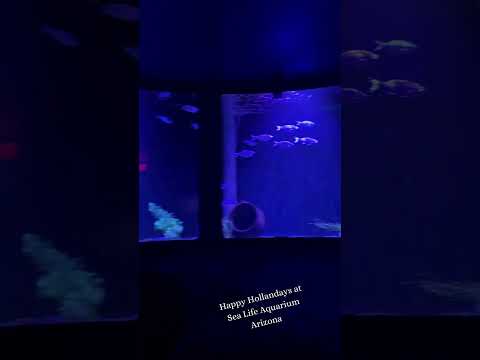 Video: Akvarij Sea Life Arizona v mestu Tempe AZ