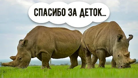 Белые носороги возвращаются: ученые нашли способ спасти почти исчезнувший вид