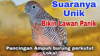 Perkutut Lokal Alam Gacor Suara Unik  Speed Cepat Pancingan Ampuh Gdanang Nyaut