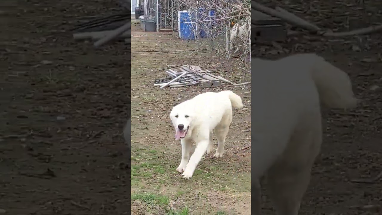 Alabai's time. 7 months old female is available for new home 