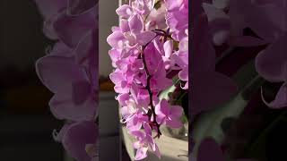 Sogo Sakura #orchids #sakura #phalaenopsis #orchid #orchidslover