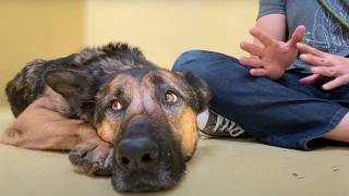 Sitting with a scared German Shepherd that's been at the shelter for over 365 days image