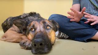 Sitting with a scared German Shepherd that&#39;s been at the shelter for over 365 days