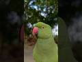 Parrot Song Hindi Rhymes Kids Animal Song Main Tota Main Tota #parrot #song #maintota