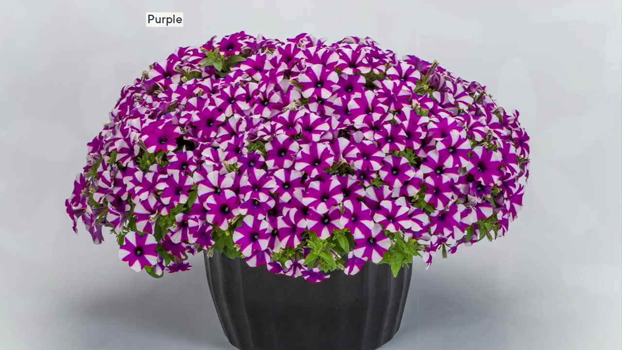 Girl Next Door 6-Piece Crazytunias Frisky Petunias Live Plants on