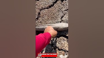 Giải cứu chú cá lóc đã mắt cạn và bị khô #animals