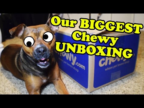 chewy-haul-dog-toys-unboxing-video---dog-toy-reviews-|-kong,-nylabone,-jw,-outward-hound,-jolly-pets