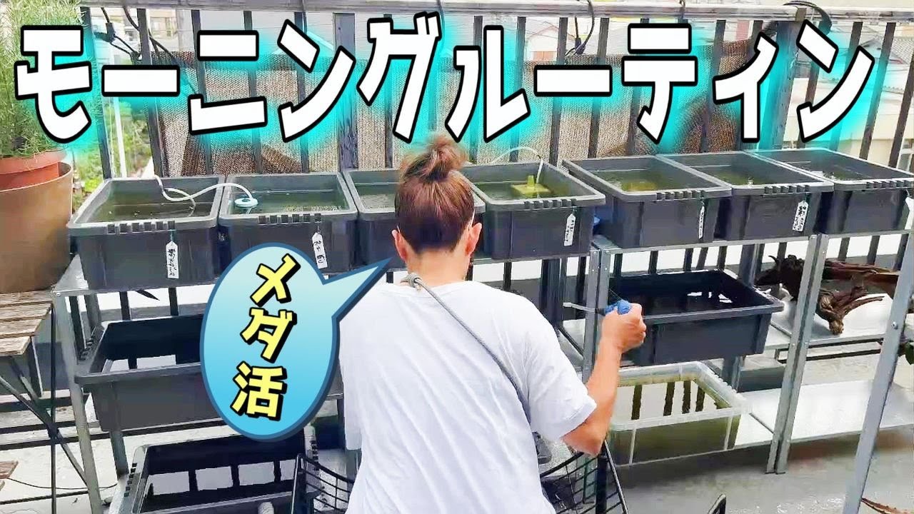 【めだか】モーニングルーティン（あかだまちゃん朝のメダ活ルーティンを見て行こう）