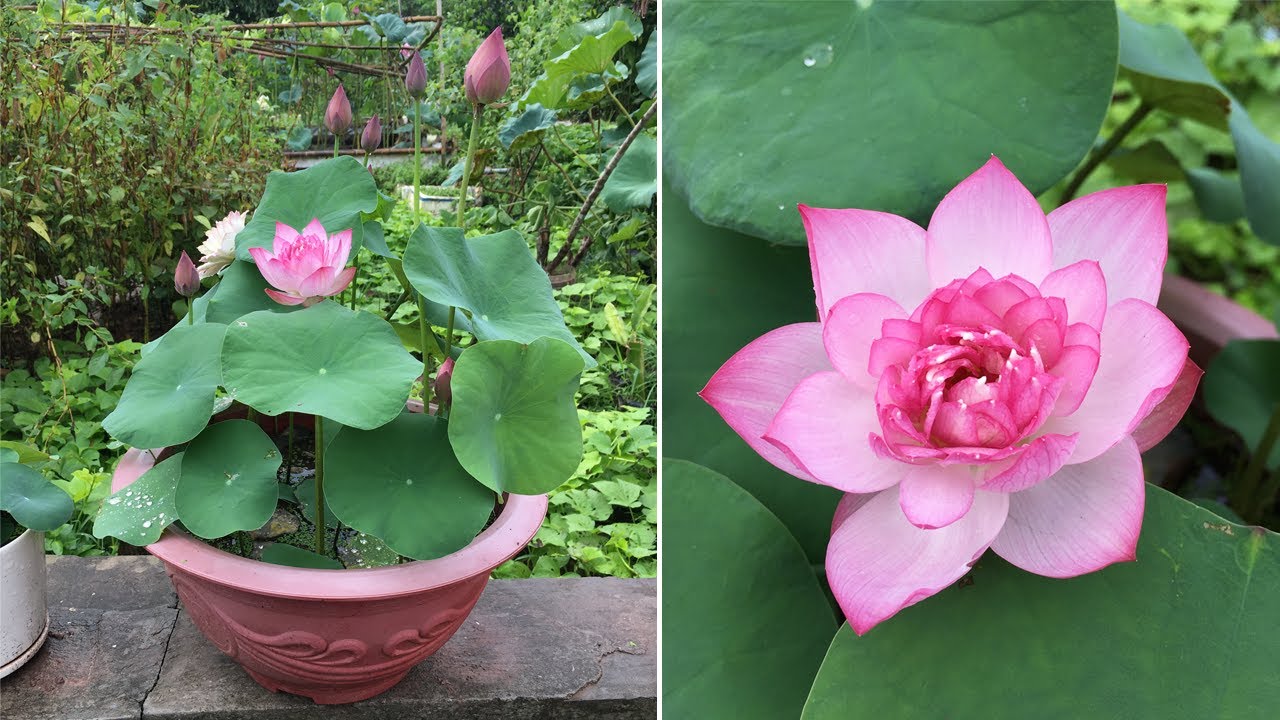 You can also grow a mini lotus pot like this if you love them - YouTube