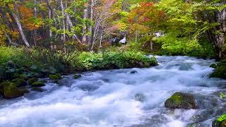 4k UHD Beautiful River Flowing Sound. Autumn River, White Noise, Nature Sounds for Sleep or Relax,