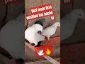 kabotar ki video #pigeon #bird #pigeonlaver #highflyer #punjabikabutar#malwaikabootar#🔥23:04:2025