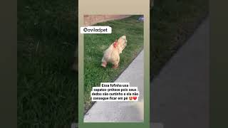 Galinha Usando Sapatos