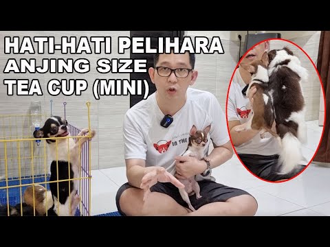 Video: Daftar Bibit Anjing Teacup