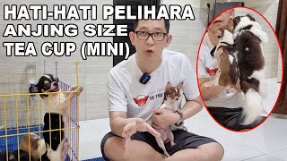 Hati-Hati Piara Anjing Size Tea Cup & Mini