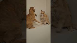 leave me alone cat catfight tabbycat  catvideos catshorts lovecats lovecatsforever