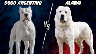 Dogo Argentino VS Alabai - Comparison