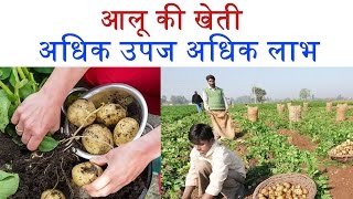 Potato Farming - How to Grow Potato (आलू की वैज्ञानिक खेती )