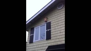 Northern Flicker