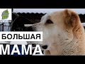 БОЛЬШАЯ МАМА АЛАБАЙ