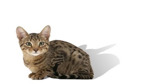 Photoshop CS6: How to Make Cast Shadows