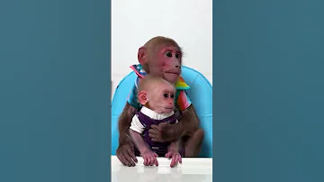 Bibi And Lala Are Excited Waiting For Mom To Cook Monkeybibi Shorts 