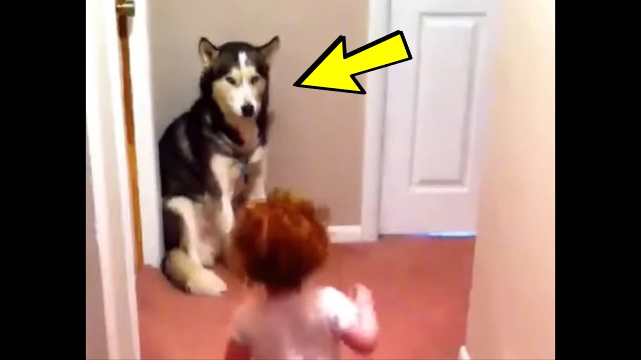 Ребенок испуганный громким лаем собак. Мальчик испугался собаки. Кот напугал собаку. Неловко пес испугался.
