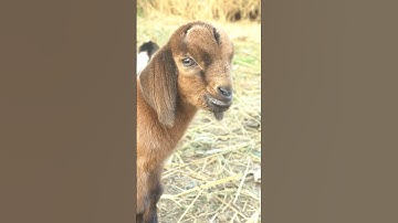 cutest goat 🎶 MAAA MAAA The world popular goat voice goat #viral #cutefarmanimal #sehar #shortsfeed