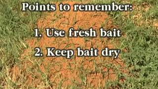 Tips for Applying Fire Ant Bait