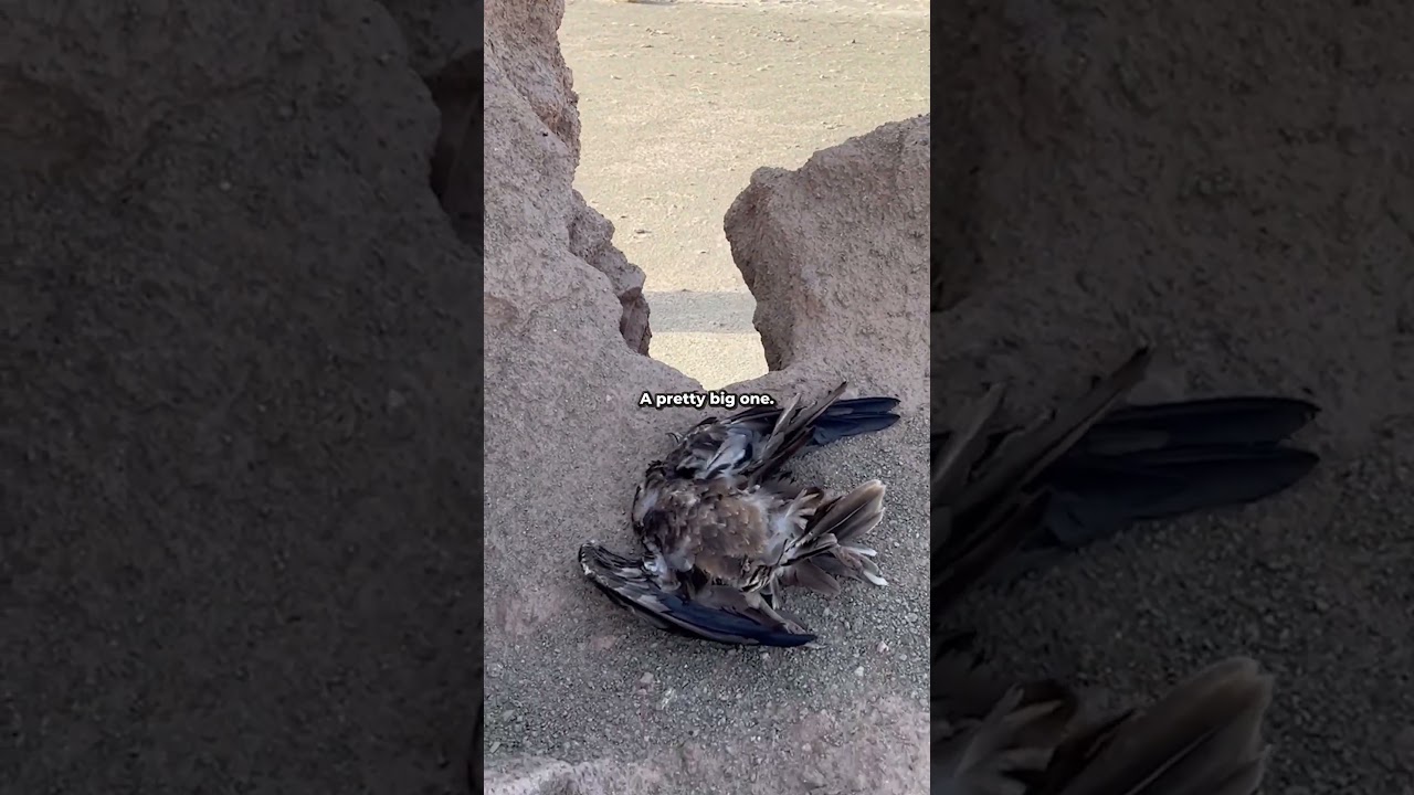 Strange Sculpture In The Desert | Quad route BCN - NPL | Day 51: Iran | Episode in my channel 🔥