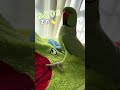 また失敗して落ち込んでも…すぐ立ち直れる?!🦜 #わさびっちょ #おしゃべりインコ #いないいないばあ #おーぶぷいーと #みどり