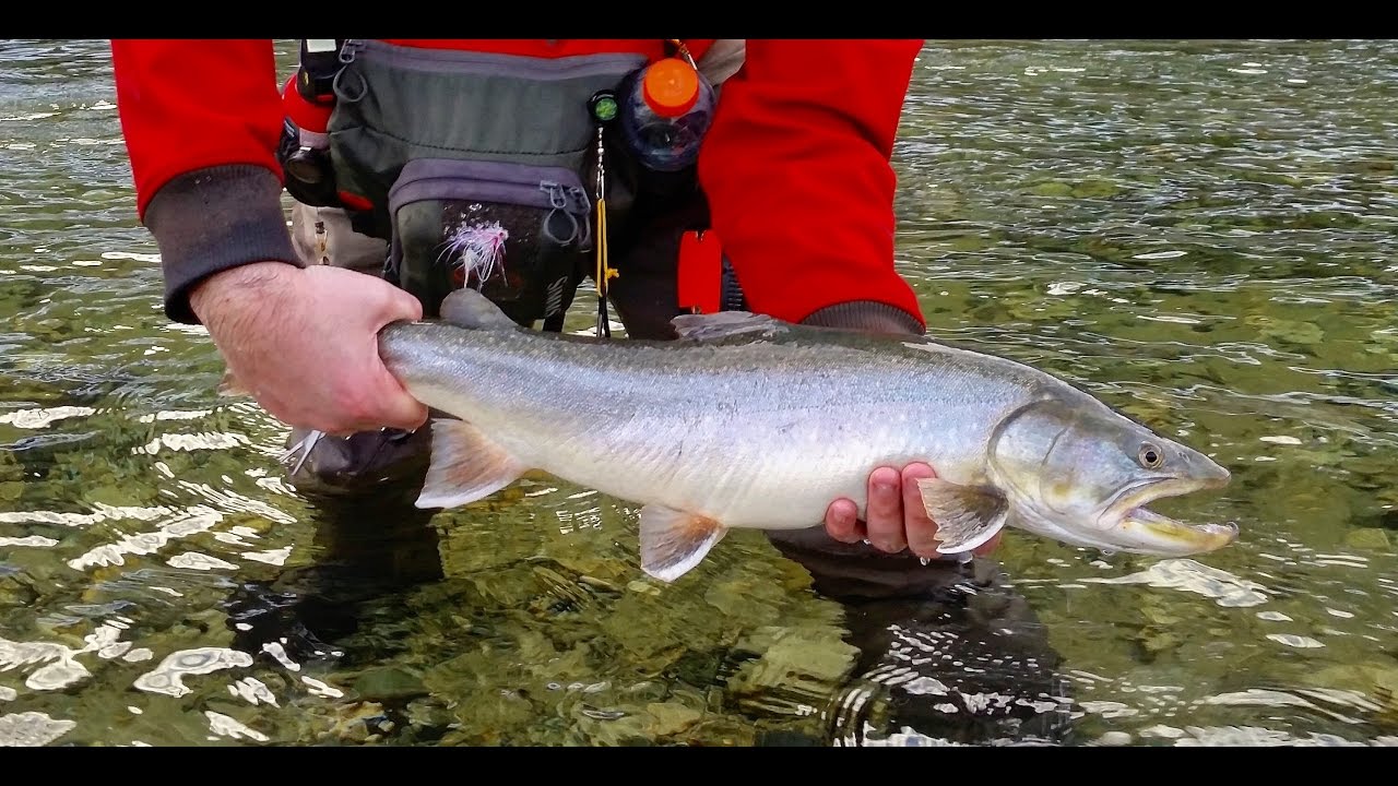 Winter Bull Trout fly fishing in Squamish BC YouTube