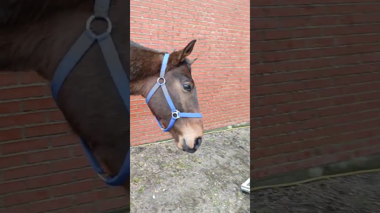 Hest kommer selv ind hestetrailer