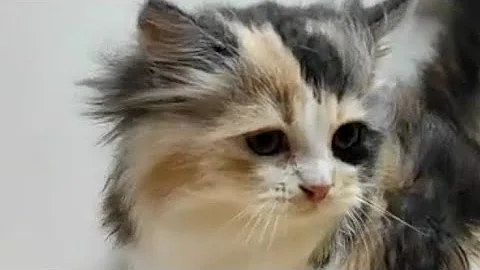 Watch the video about #Tortoise shell female kittens #semipunch male kitten # calico females #doll face orange white kit