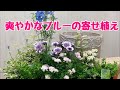 爽やかなブルーの寄せ植えギャザリング前からアングル
