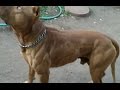 O poder do Pit Bull - The pit bull dog power (NEW) [3]