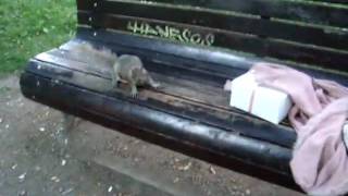 Aggressive Squirrel