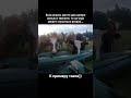 карельские телята
