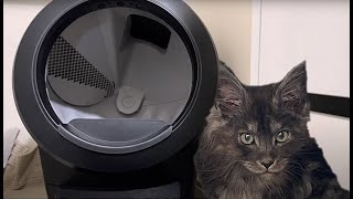 Litter Robot 4 and Kittens