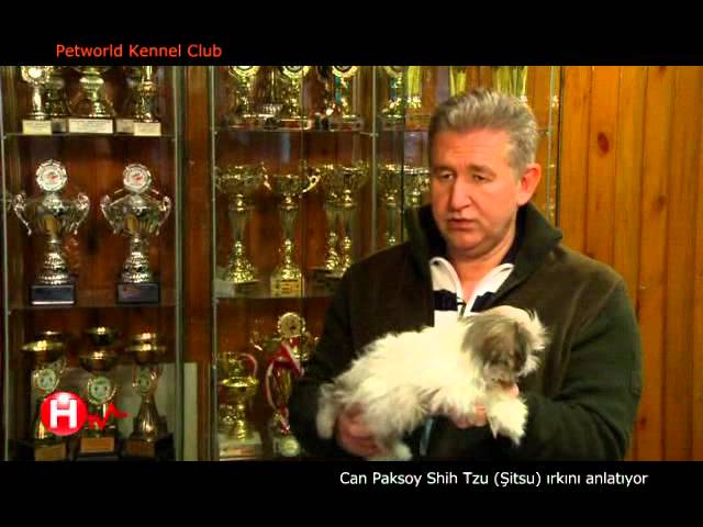 Shih Tzu Sitsu Irkinin Ozelliklerini Bakimi Ve Egitimlerini Can Paksoy Anlatiyor Youtube