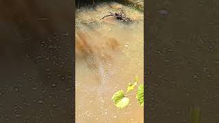 after the storm!#fish#shorts#creeks#cats